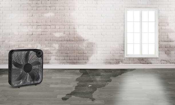 Best Water damage contractors near me  in Montara, CA